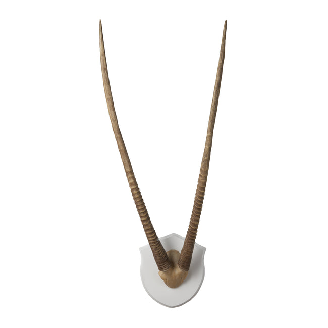 225026 - Gazelle Horns Dimensional Wall Art - Ecru