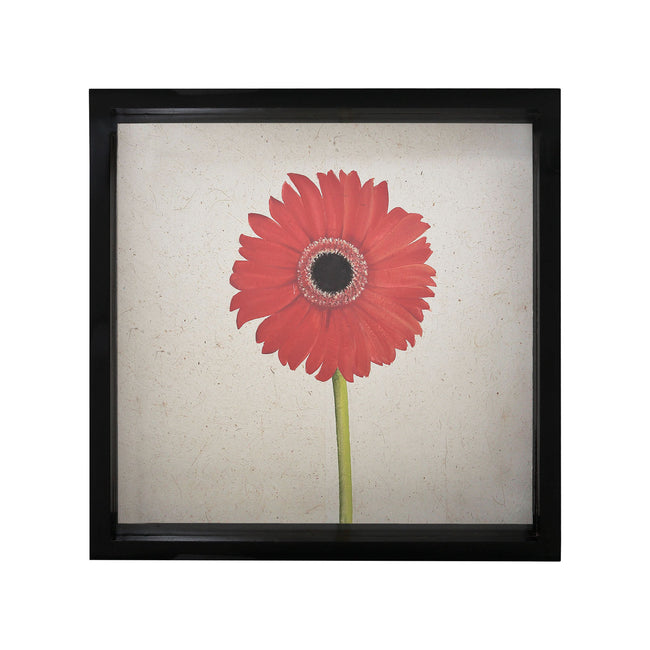 7011-1251 - Gerber Daisy