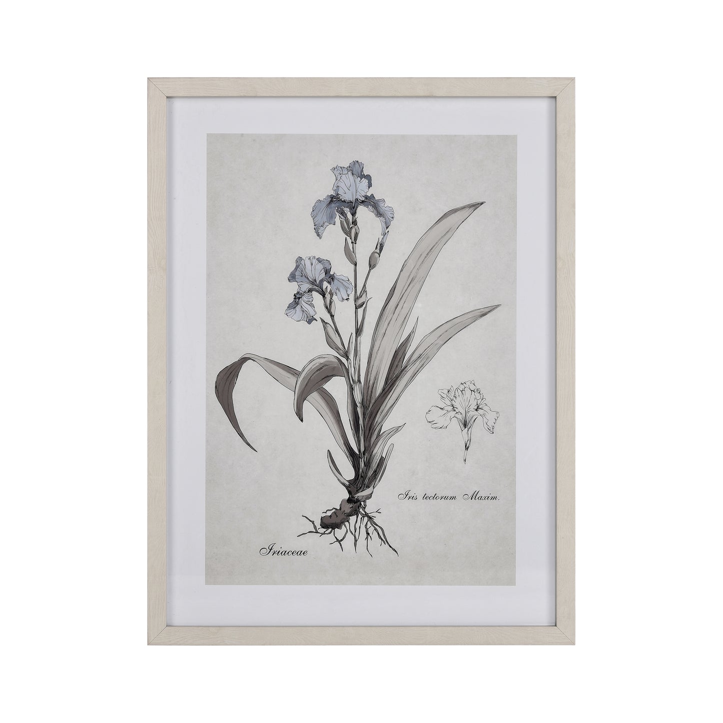 S0056-10633 - Iris Botanic Framed Wall Art