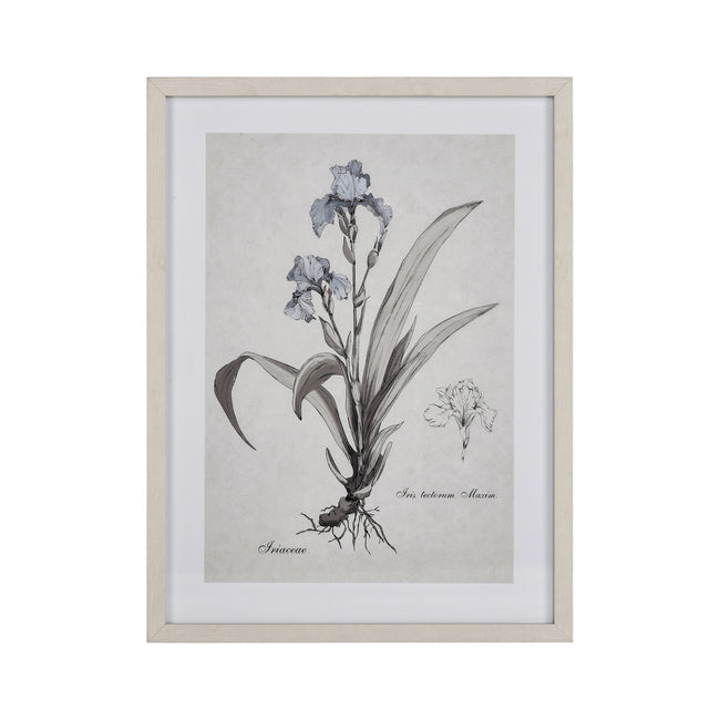 S0056-10633 - Iris Botanic Framed Wall Art