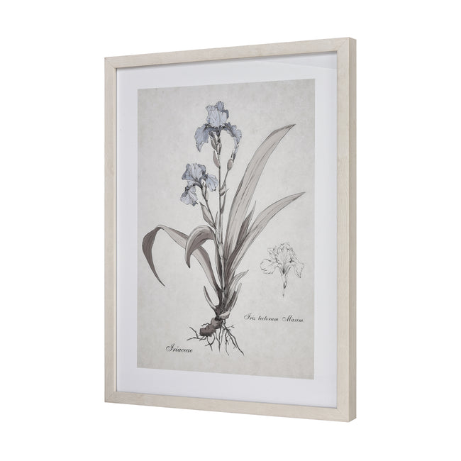 S0056-10633 - Iris Botanic Framed Wall Art