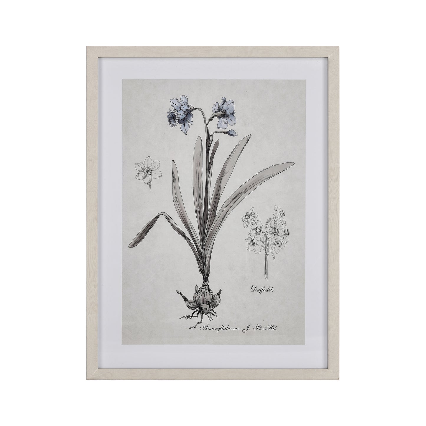 S0056-10634 - Daffodil Botanic Framed Wall Art