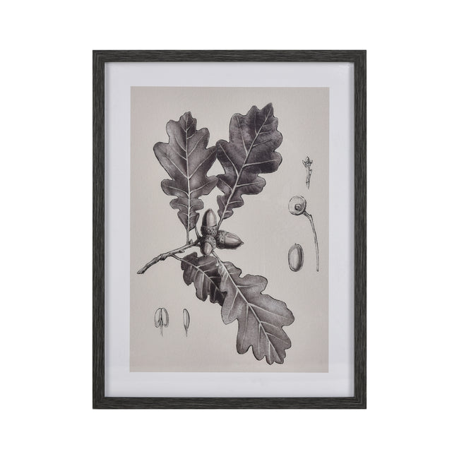 S0056-10636 - Oak II Botanic Framed Wall Art